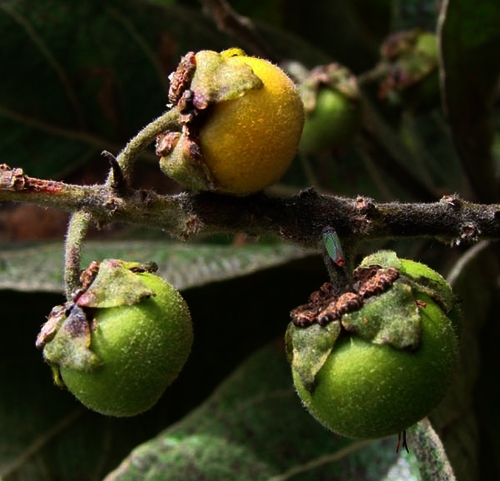 Byrsonima verbascifolia Biodiversity for Food and Nutrition