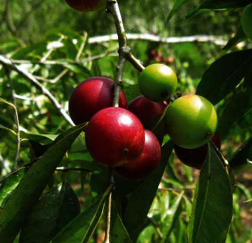 Myrciaria dubia Biodiversity for Food and Nutrition