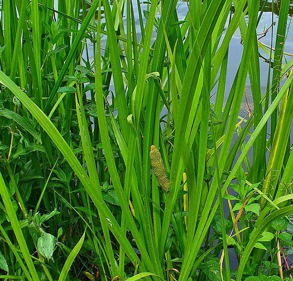 Acorus Calamus