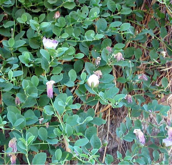 Capparis spinosa (wild) :Biodiversity Food and Nutrition