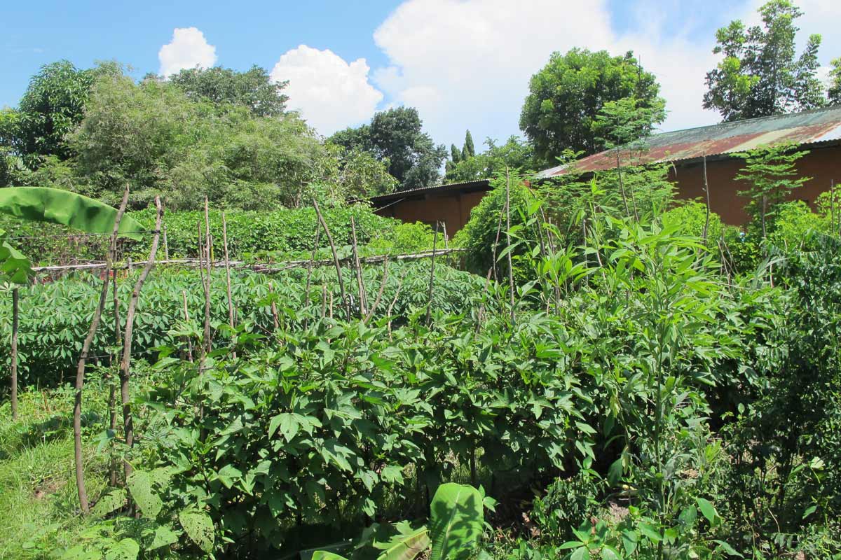 Image result for extreme gardening in mali